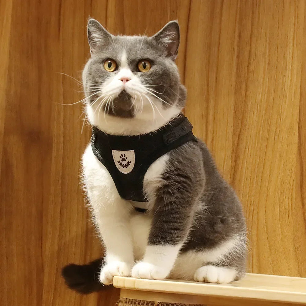 Harnais Chat "Ronron" - Des ballades avec le chat !