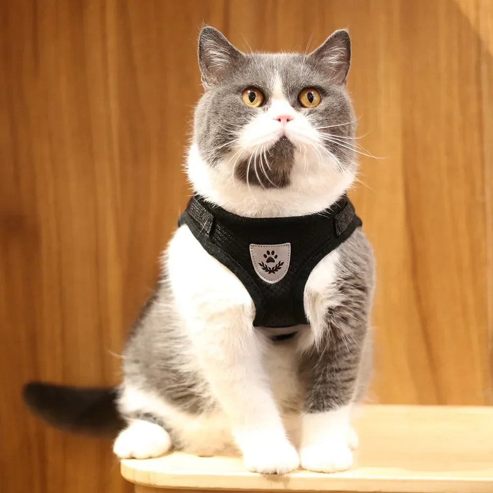 Harnais Chat "Ronron" - Des ballades avec le chat !