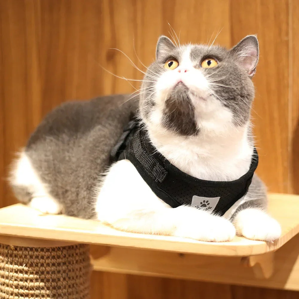 Harnais Chat "Ronron" - Des ballades avec le chat !
